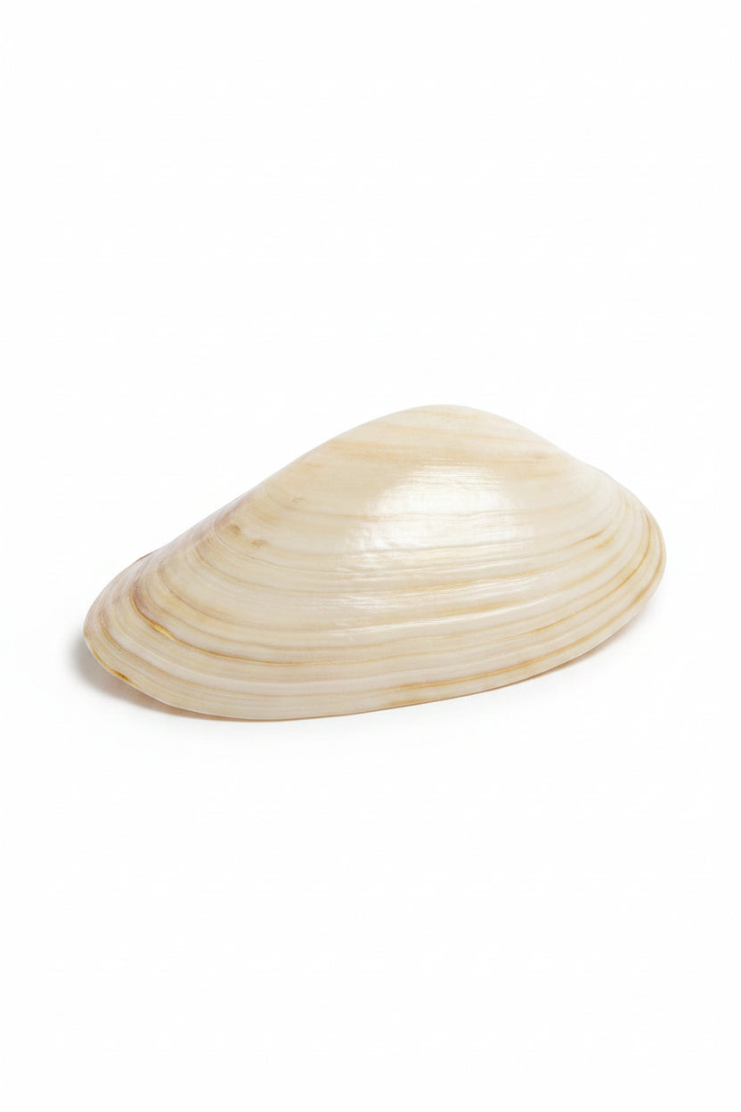 Large Shell Trinket Dish